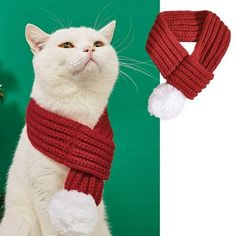 a white cat wearing a red scarf and hat