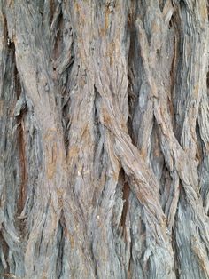 the bark of an old tree is brown