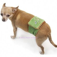 a small brown dog wearing a green vest