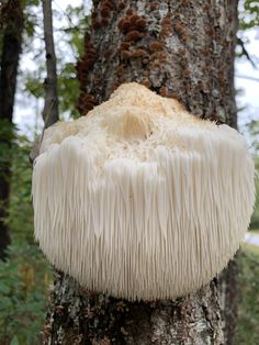 a mushroom growing on the side of a tree