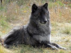 a large gray wolf laying in the grass