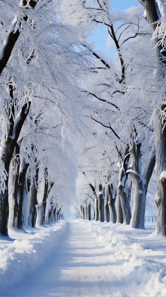 snow covered trees line a snowy road