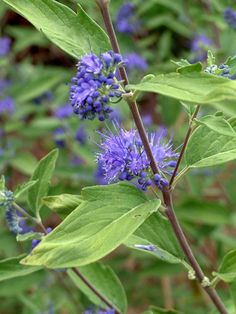 blue flowers with green leaves in the background