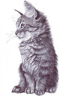 a pencil drawing of a cat sitting and looking off to the side with its eyes closed