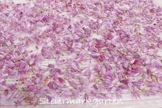 purple flower petals are scattered on a sheet of clear plastic, ready to be cut into smaller pieces