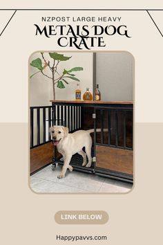 a white dog is standing in the door to his crate and looking at the camera