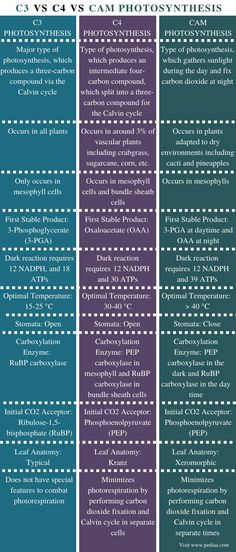 the four different types of photosyntheics are shown in this diagram, and each has