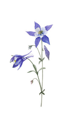 two blue flowers with green stems on a white background and one flower has purple petals