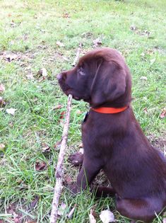 a brown dog sitting on top of a grass covered field next to a tree branch