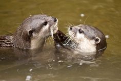 two otters playing in the water with their mouths open and one is biting another's ear