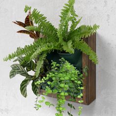 a green plant in a wooden box on the wall with other plants and foliage around it