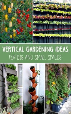 vertical gardening ideas for big and small spaces