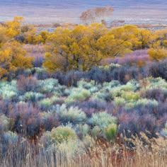 a field with trees and bushes in the background, surrounded by tall dry grass that has yellow leaves on it