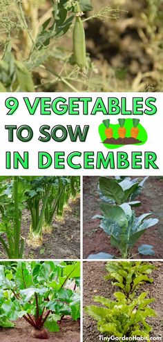 vegetables to sow in the garden with text overlay that reads, 9 vegetables to sow in december