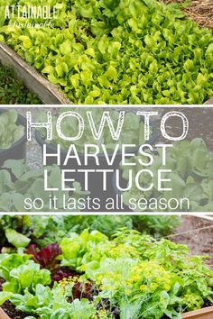 several different types of lettuce growing in the garden with text overlay that reads how to harvest lettuce so it tastes all season