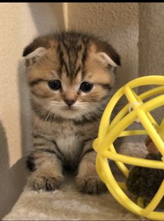 a small kitten sitting next to a toy mouse