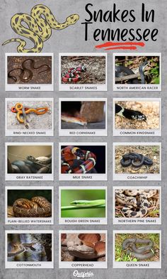 snakes in tennessee poster with pictures of them and their names on the front page,