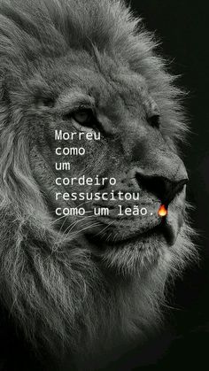 a black and white photo of a lion with the words morreu commo