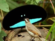 a small bird sitting on top of a tree stump in the forest with blue eyes