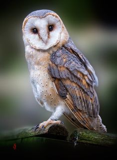 an owl sitting on top of a tree branch