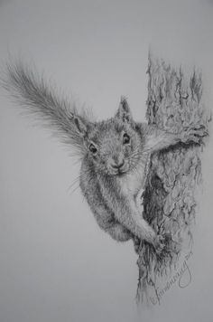 a pencil drawing of a squirrel on a tree