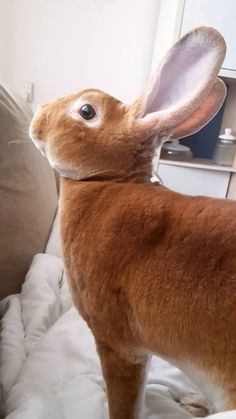 a small brown rabbit standing on top of a bed