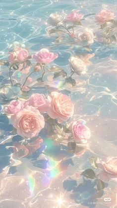 pink roses floating in water with sun shining on the surface and sunlight reflecting off them