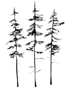 three tall pine trees are shown against a white background