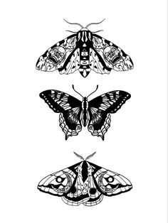 three moths are shown in black and white, one is drawn with ink on paper