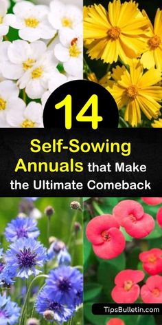 Self Sowing Flowers, Spring Seeds To Plant, Best Annuals For Flower Beds, When To Plant Seeds For Spring, Seeds To Plant In April, Self Seeding Annuals, Sweet Alyssum, Deadheading, Seed Heads