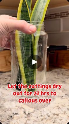 a person holding up a jar with a plant in it and the caption let the cuttings dry out for 24 hrs to allow over