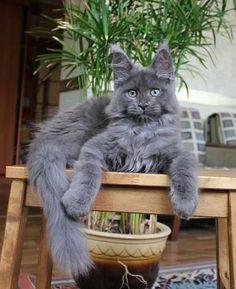 a grey cat sitting on top of a wooden table next to a potted plant