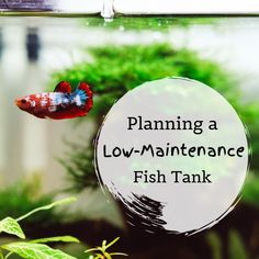 a fish in an aquarium with the words planning a low maintenance fish tank above it