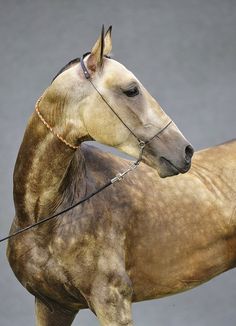 a brown horse standing on top of a lush green field next to a gray wall