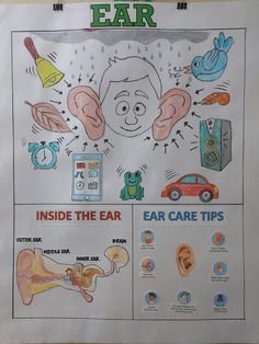 Final Chart prepared for school Assembly about Ear to Neil (Nursery). Ear Ache, Outer Ear, Middle Ear, Inner Ear, Ear Care, Cotton Buds, Hearing Loss, 3rd Grade, Nursery