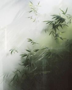 green leaves are seen through the misty window