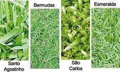 four different types of grass with names in spanish