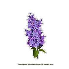 a purple flower with green leaves is shown on a white sticker that says,