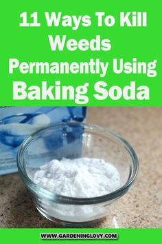 Can we use baking soda to kill weeds? Or have you ever wondered: And how to use it in my lawn? If you have had these questions in the past, read this post to know 11 ways to kill weeds using baking soda. Killing Weeds With Vinegar Diy, Natural Ways To Kill Weeds, What Kills Grass And Weeds, Organic Ways To Kill Weeds, Diy Kill Grass And Weeds, Vinager And Salt To Kill Weeds, Killing Weeds Permanently, How To Kill Weeds With Vinegar, How To Kill Weeds