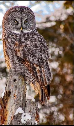 an owl sitting on top of a tree stump