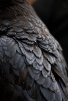 an image of a bird that is close up