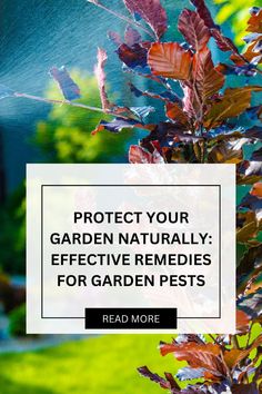 Protect Your Garden Naturally: Effective Remedies for Garden Pests Spider Mites