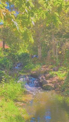 a stream running through a lush green forest