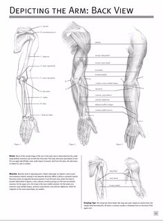 the arm and wrist muscles are shown in this diagram, with labels on each side