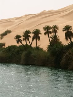 palm trees line the edge of a body of water in front of a sand dune