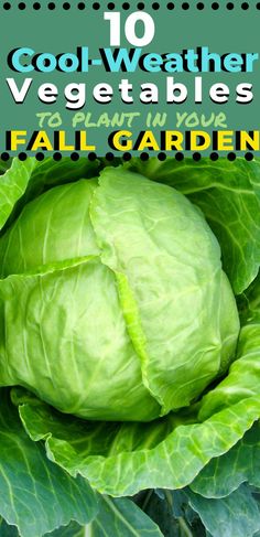 a head of lettuce with text overlay that reads 10 cool weather vegetables to plant in your fall garden