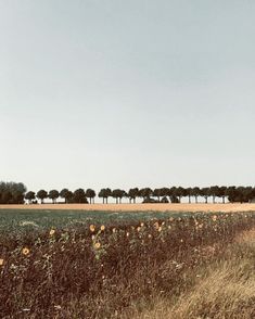 an empty field with trees in the distance