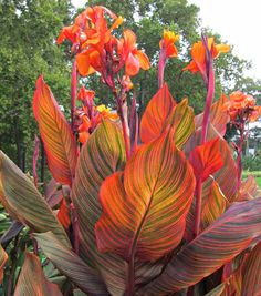 an orange and red plant in the middle of a park with people walking around it