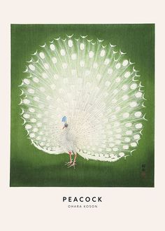 a painting of a white peacock with its feathers spread out and the words peacock on it