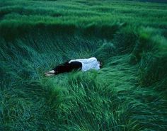 a person laying in the middle of a field with tall grass on either side of them